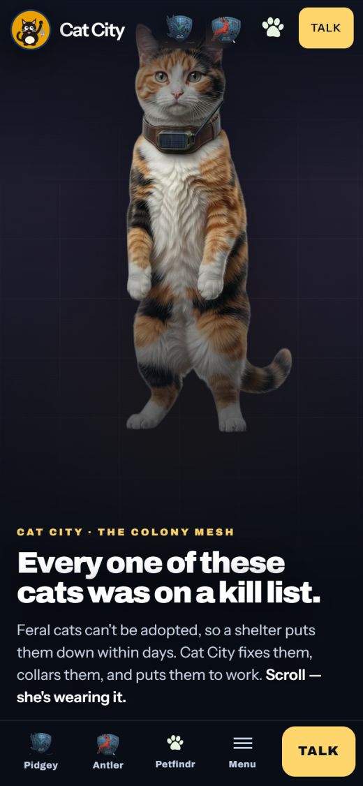Cat City website on a phone